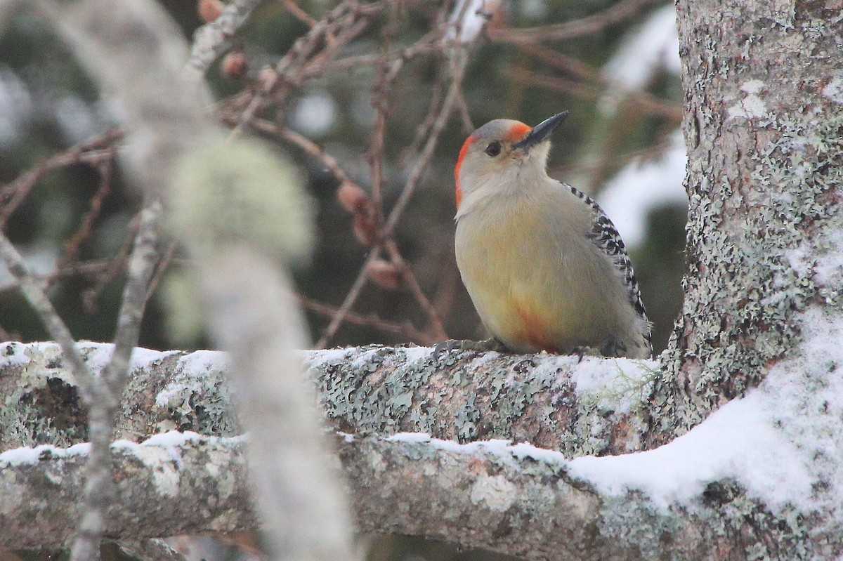 Red-bellied Woodpecker - ML652756627