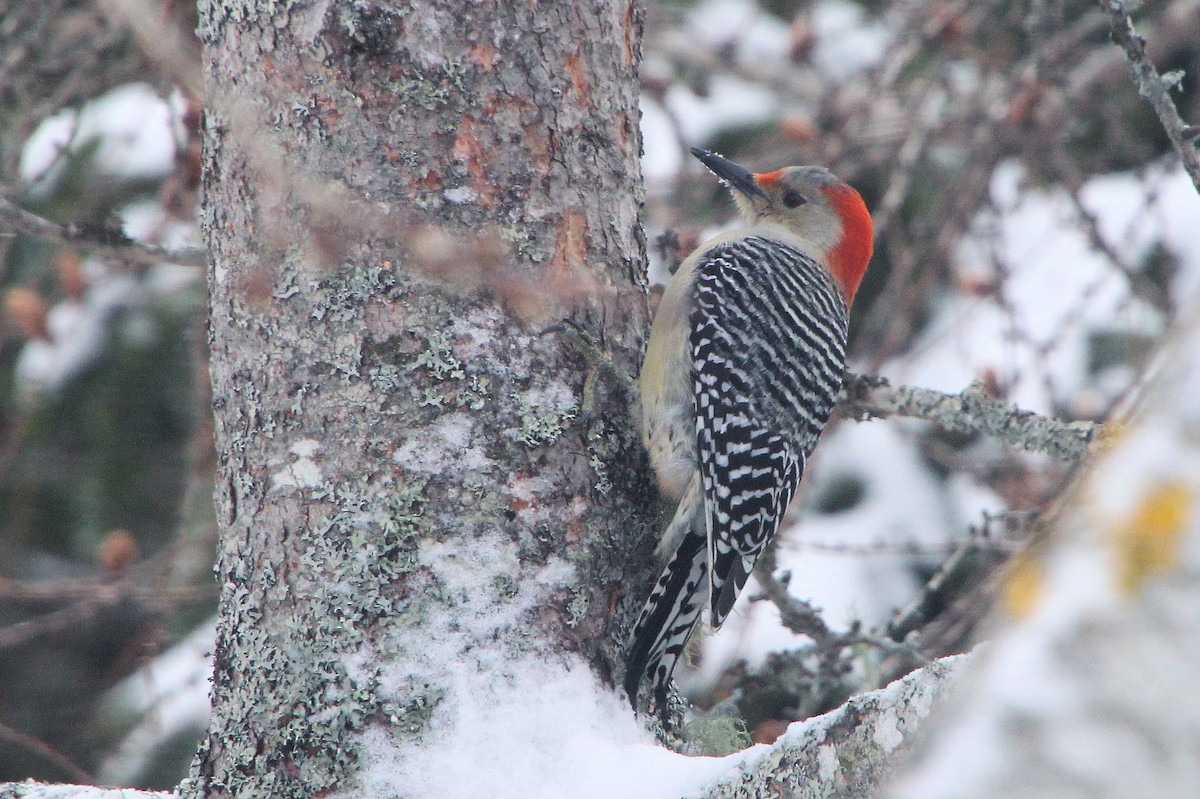 Red-bellied Woodpecker - ML652756628