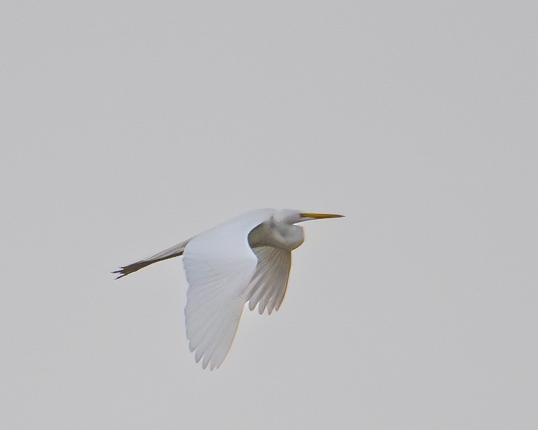 volavka bílá - ML652757124