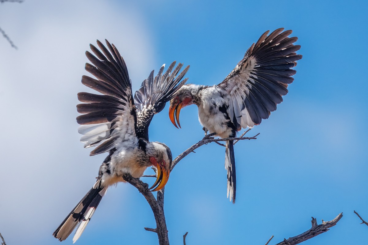 Southern Yellow-billed Hornbill - ML652757131