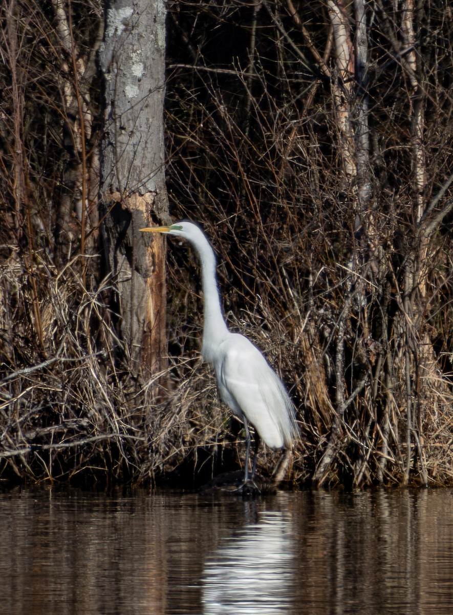 volavka bílá - ML652757150