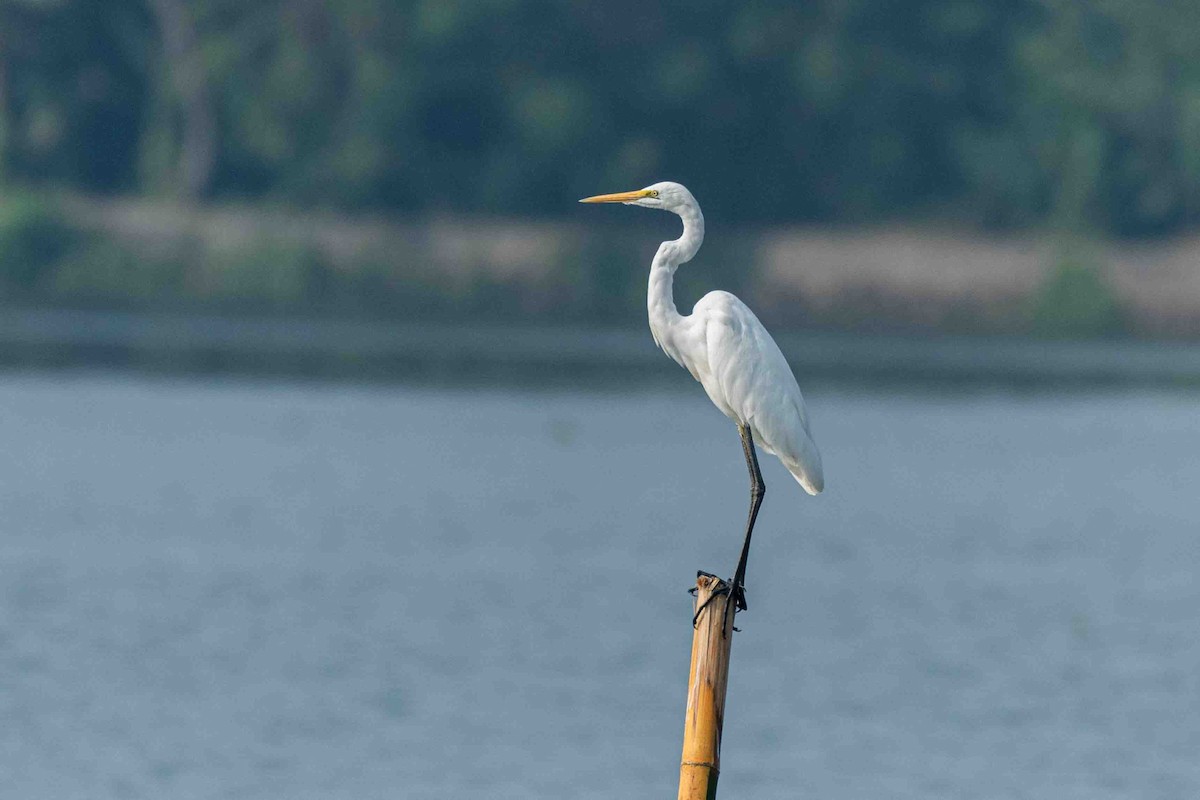 volavka bílá - ML652757338