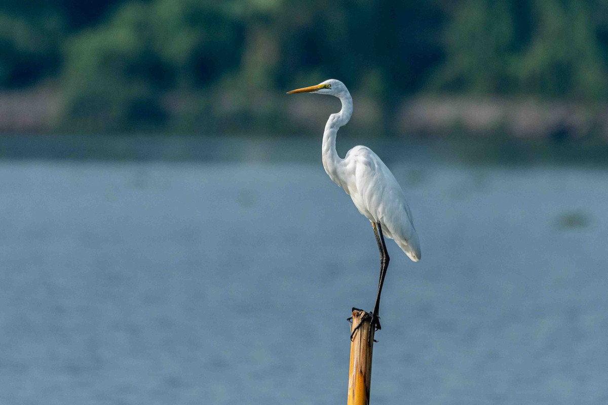 volavka bílá - ML652757339