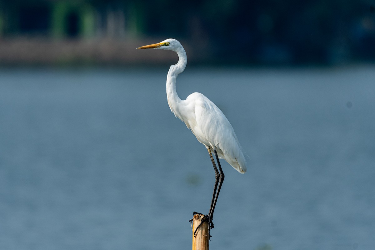 volavka bílá - ML652757340