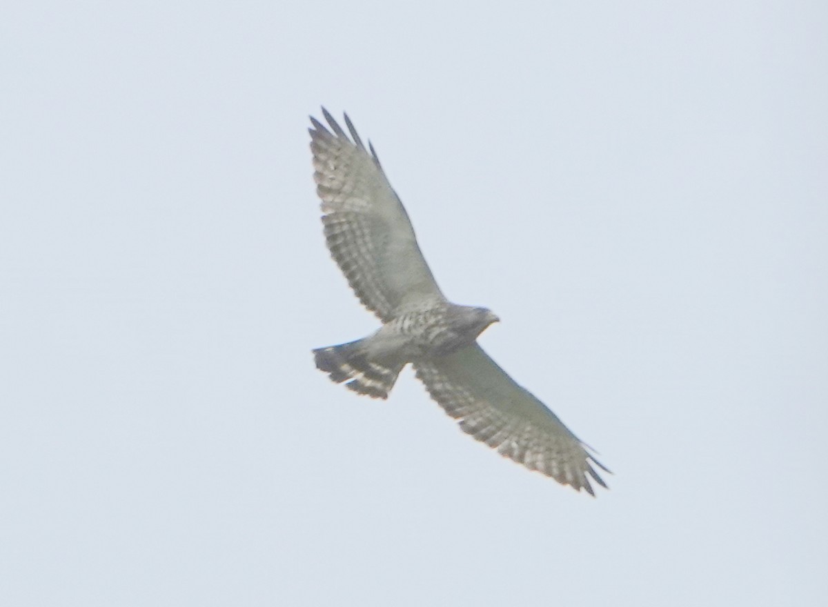 Petite Buse - ML652757343