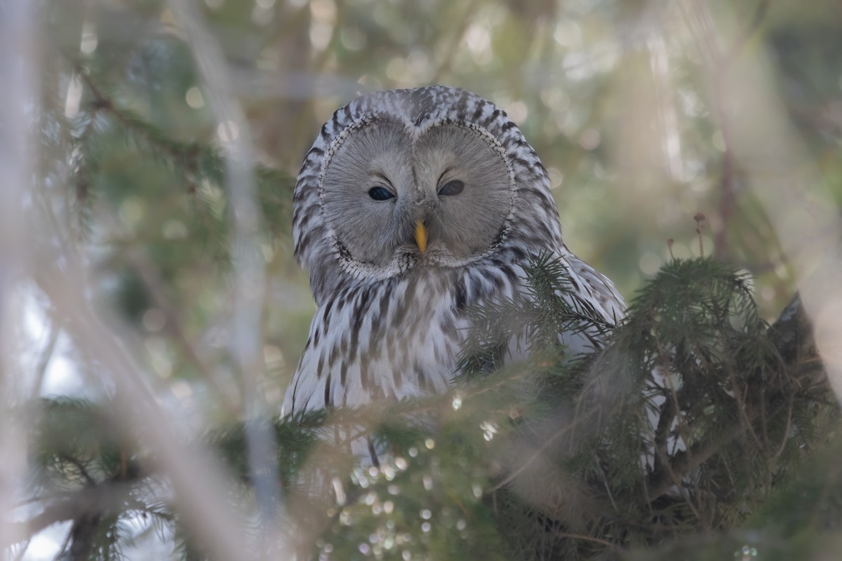 Habichtskauz - ML652757374