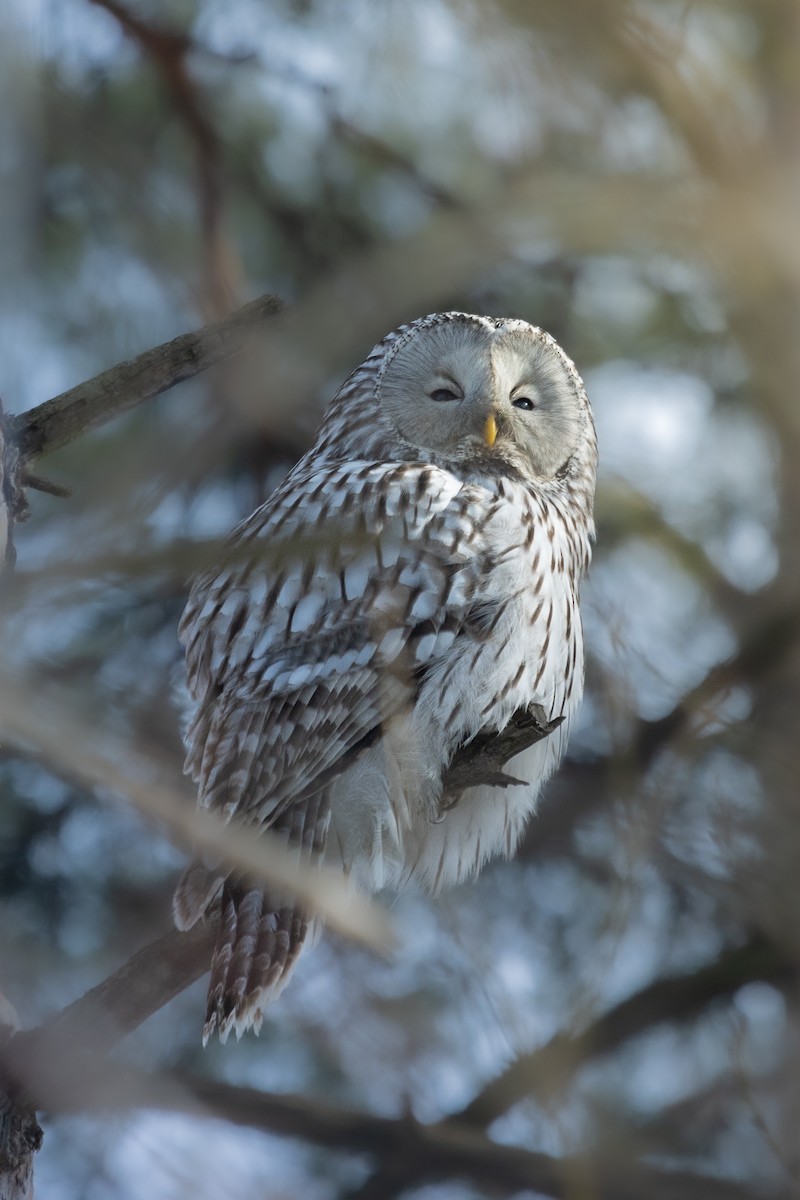 Habichtskauz - ML652757375