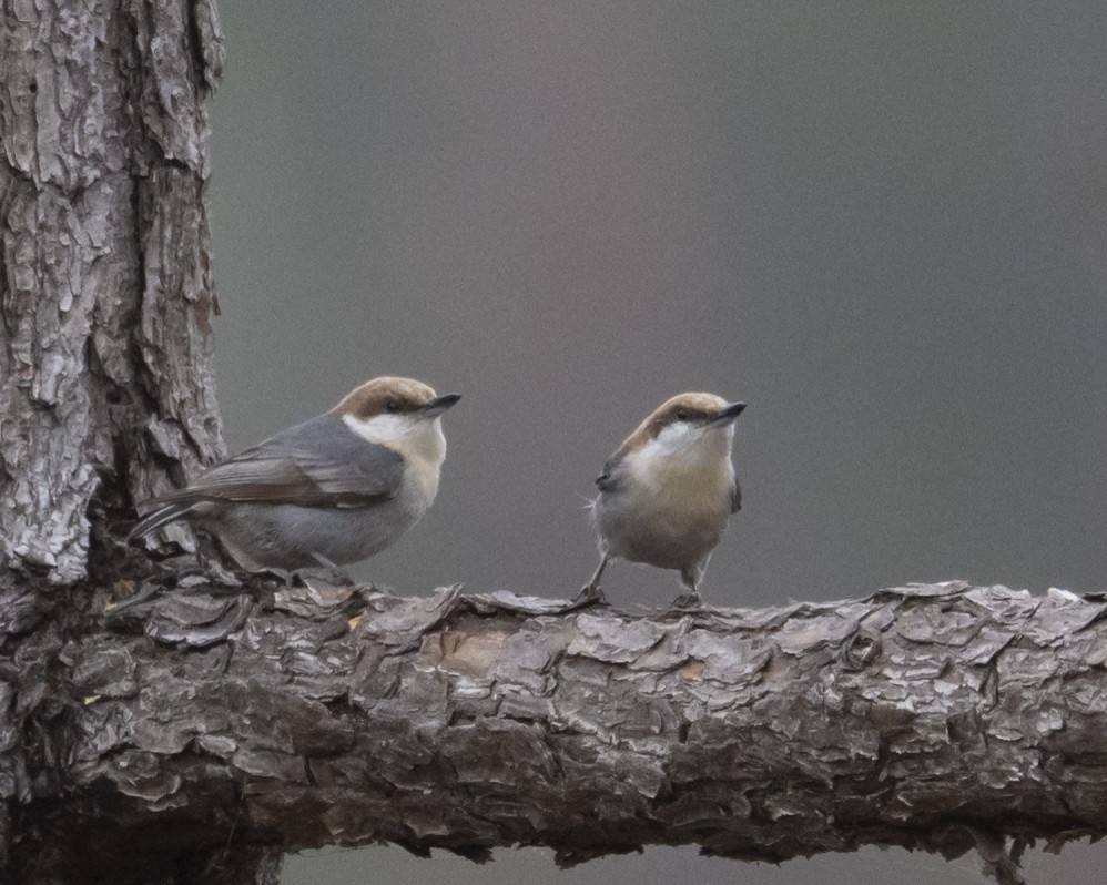 Brown-headed Nuthatch - ML652757412