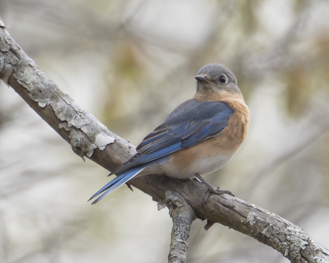 Eastern Bluebird - ML652757470