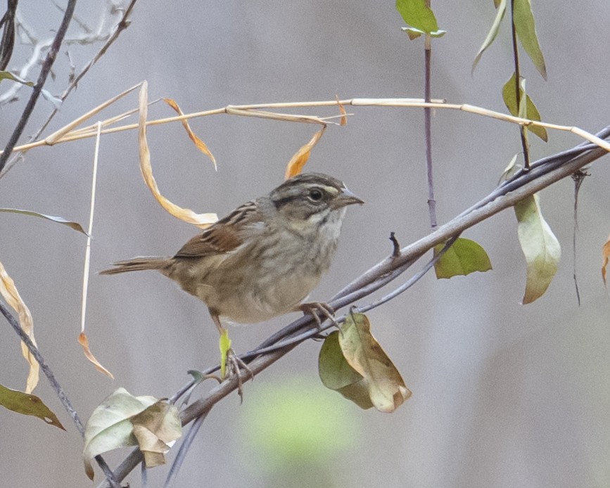 Swamp Sparrow - ML652757520