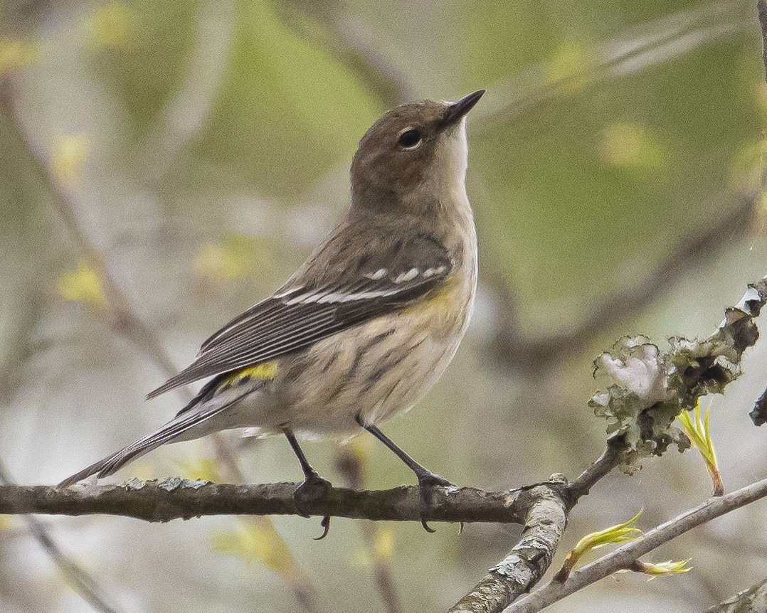 Yellow-rumped Warbler - ML652757582