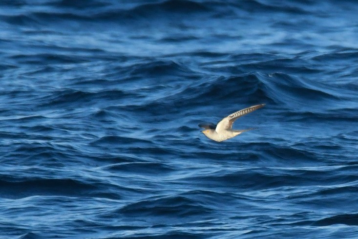 Common Cuckoo - ML652757608