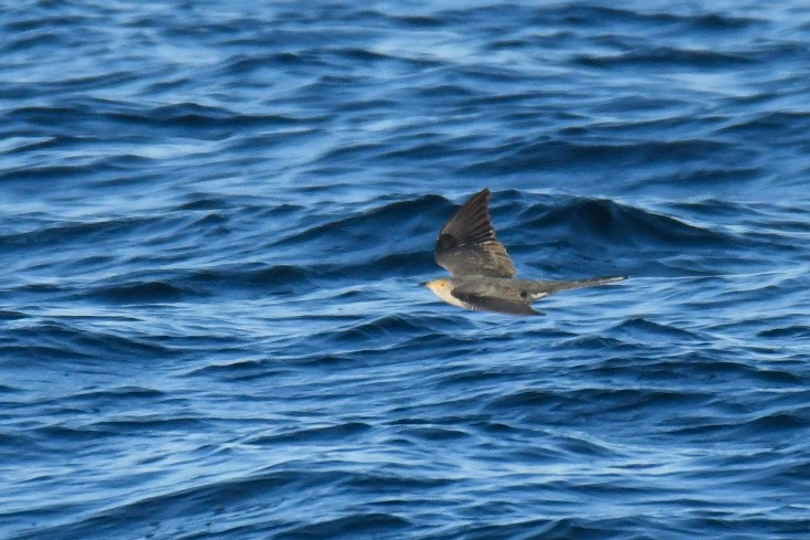 Common Cuckoo - ML652757609