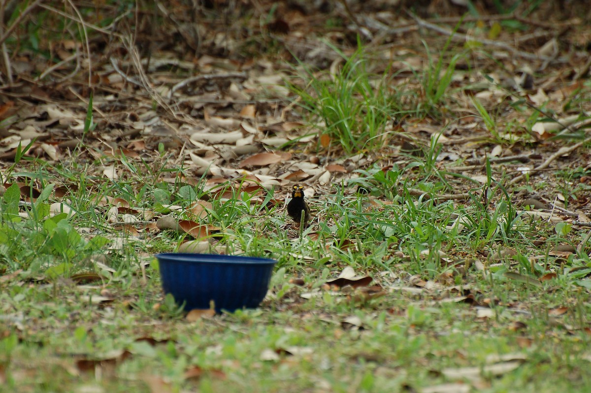 Yellow-faced Grassquit - ML652757755