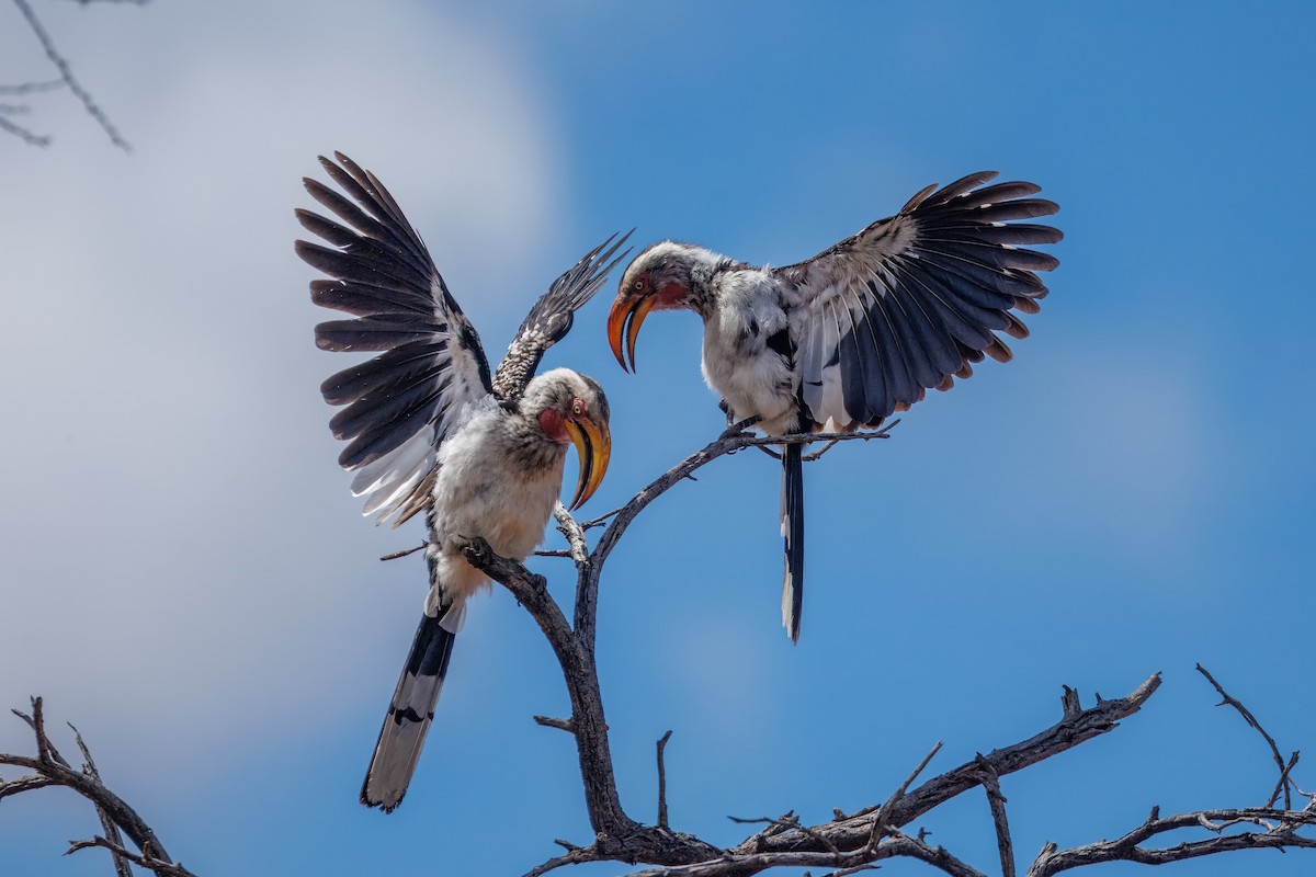 Southern Yellow-billed Hornbill - ML652757762