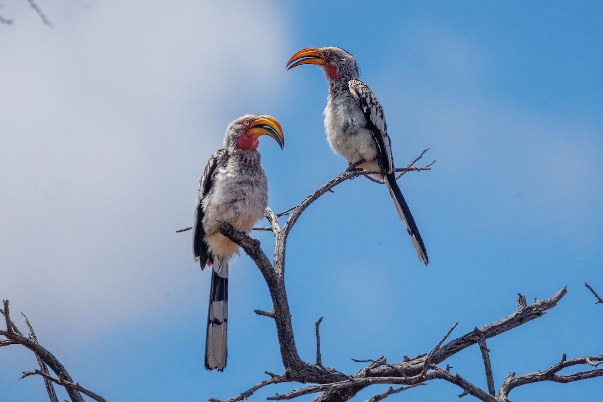 Southern Yellow-billed Hornbill - ML652757768