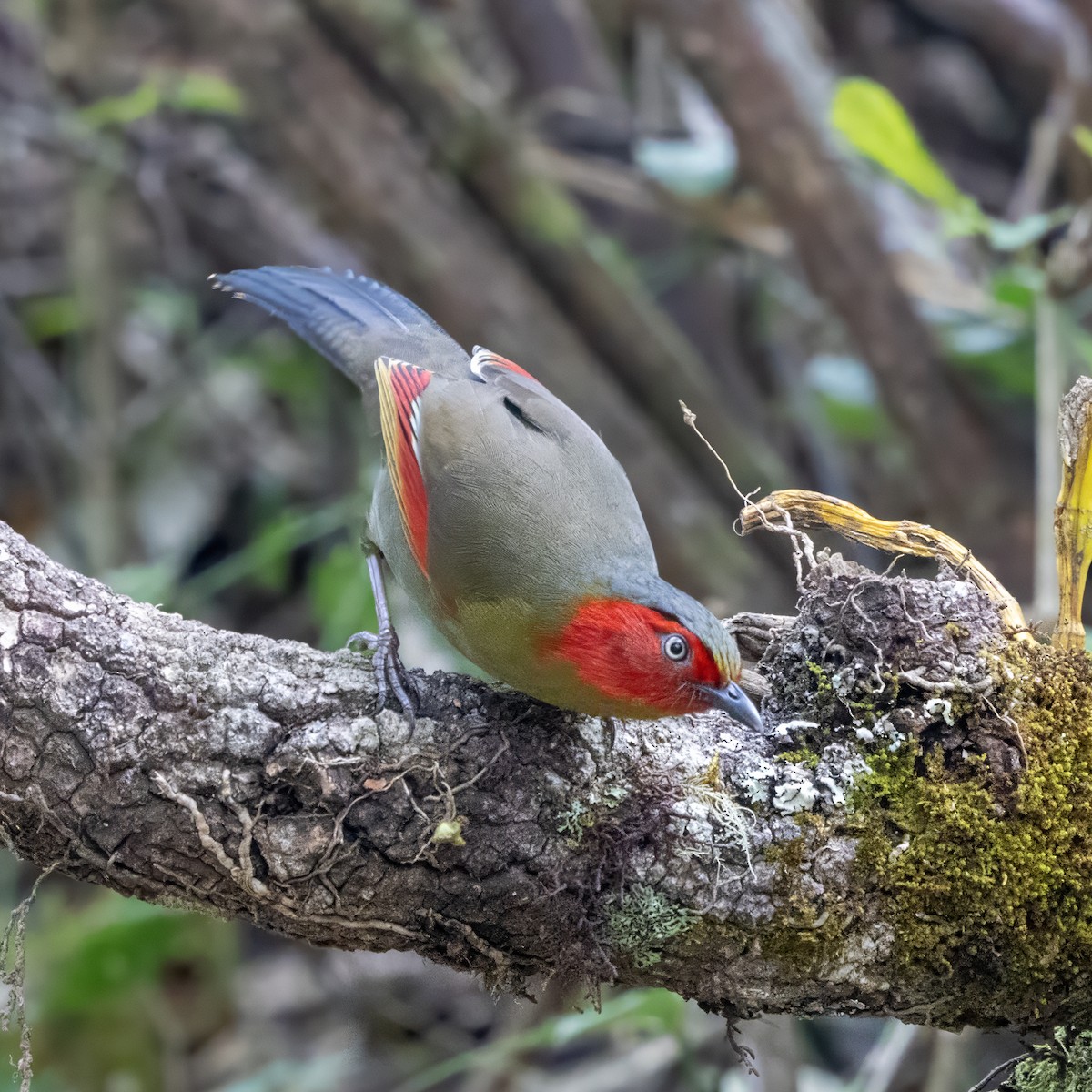 Scarlet-faced Liocichla - ML652757887