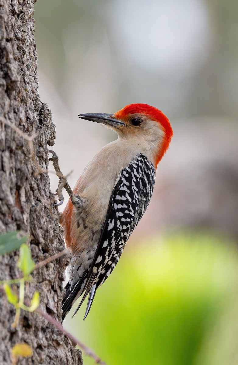 Red-bellied Woodpecker - ML652757932