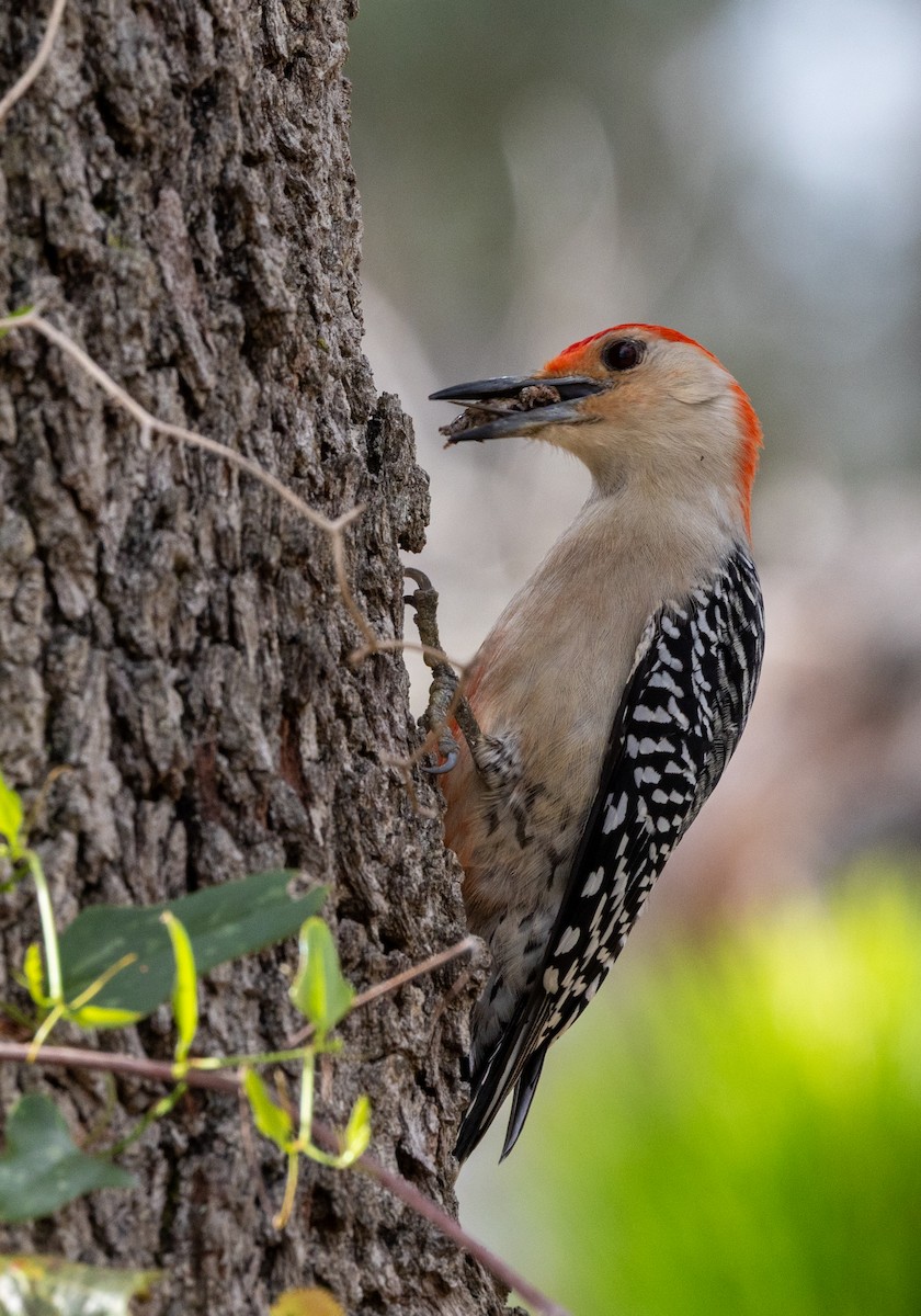 Red-bellied Woodpecker - ML652757933