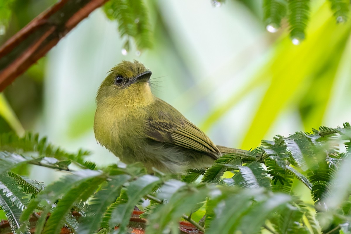 Olive-faced Flatbill - ML652757983