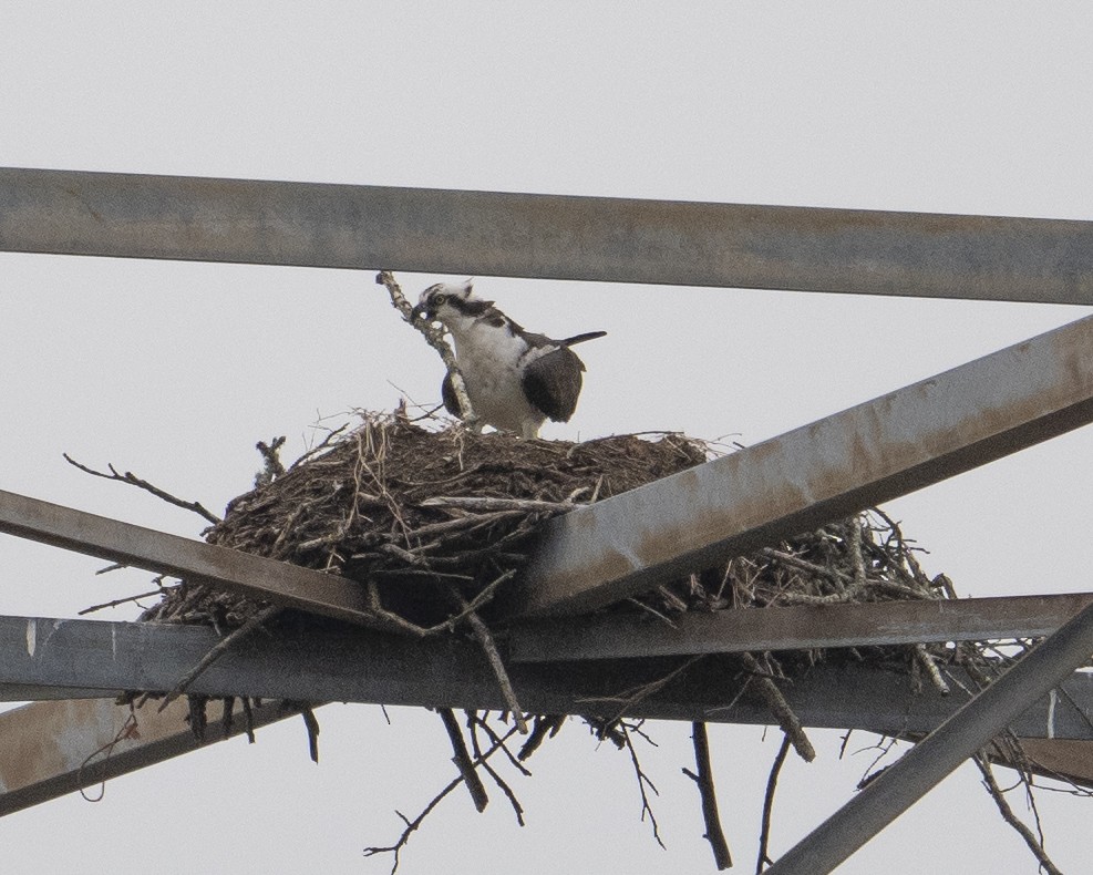 Osprey - ML652758029