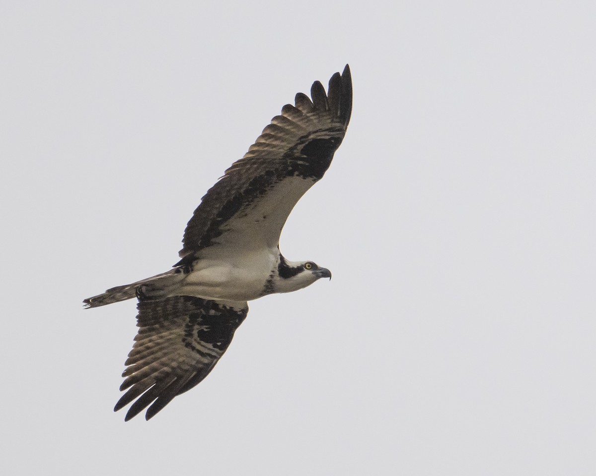 Osprey - ML652758030
