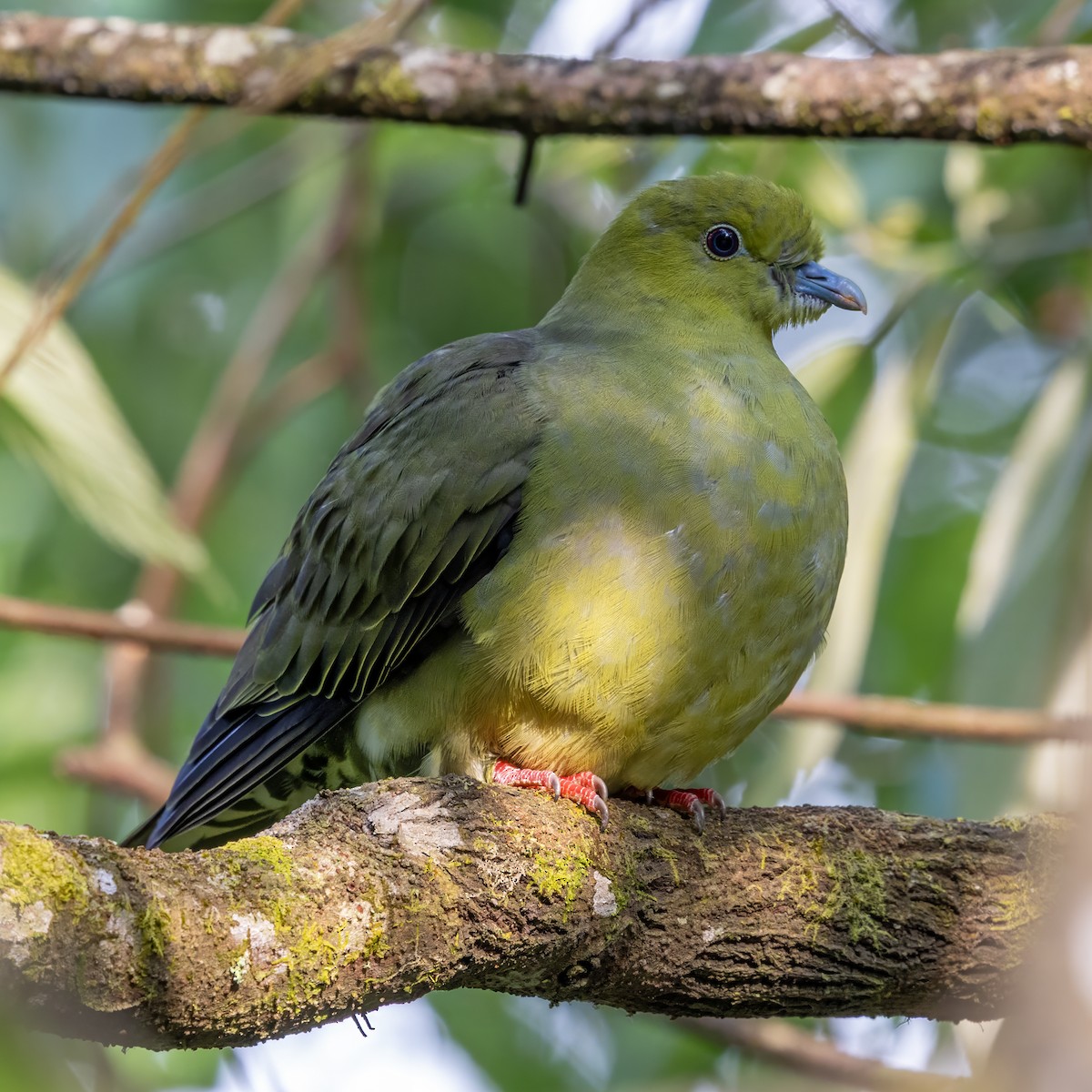 Wedge-tailed Green-Pigeon - ML652758073