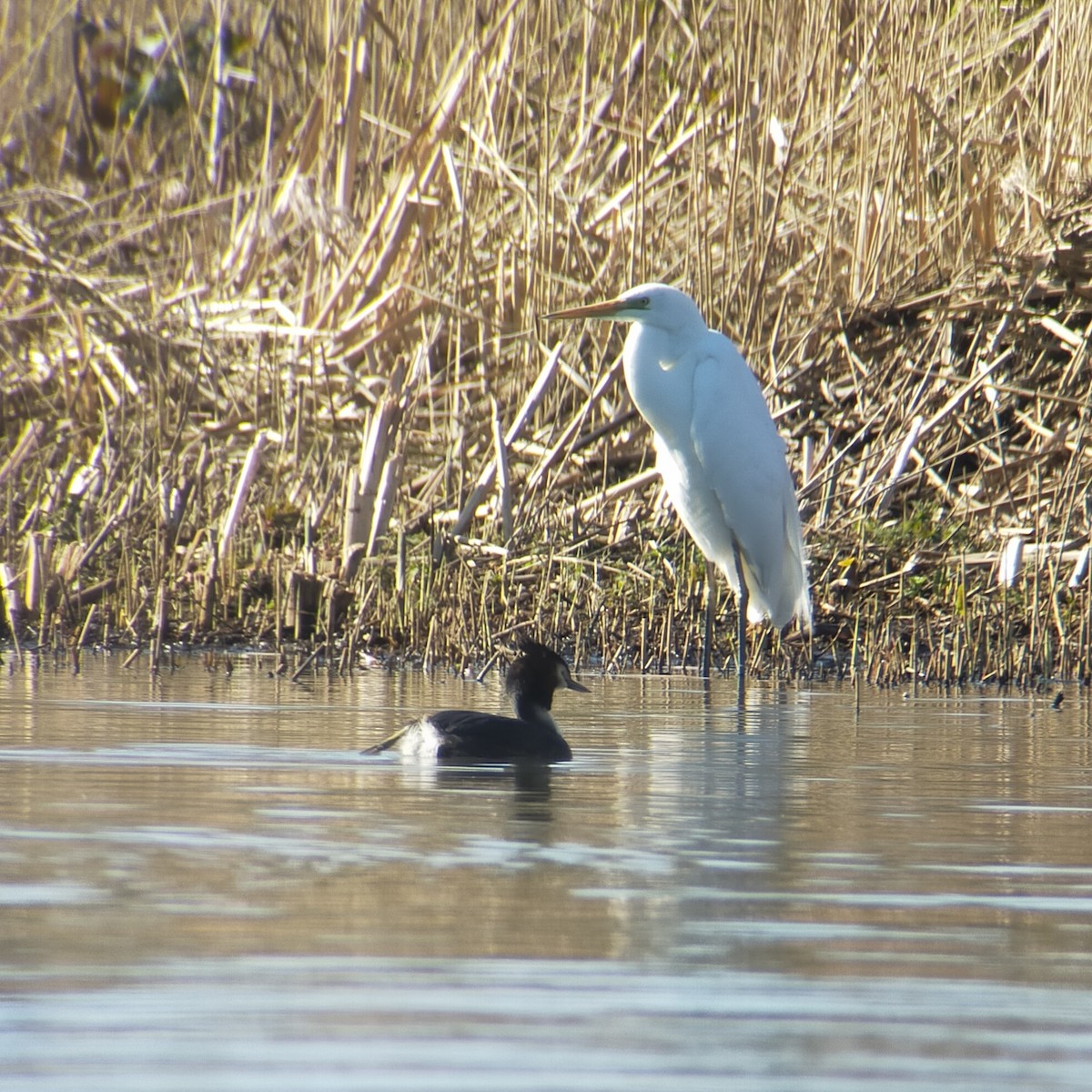 volavka bílá - ML652758089