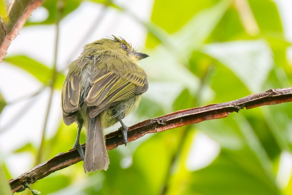 Olive-faced Flatbill - ML652758147
