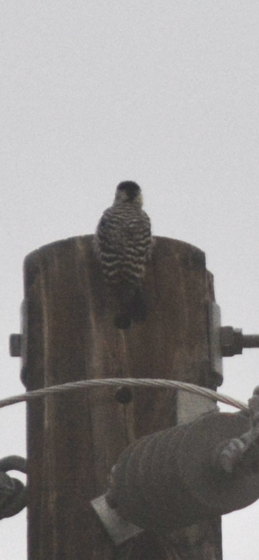 strakapoud proužkohřbetý - ML652758214