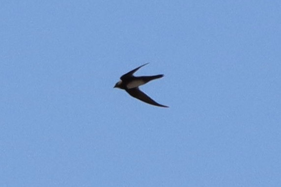 Alpine Swift - ML652758283