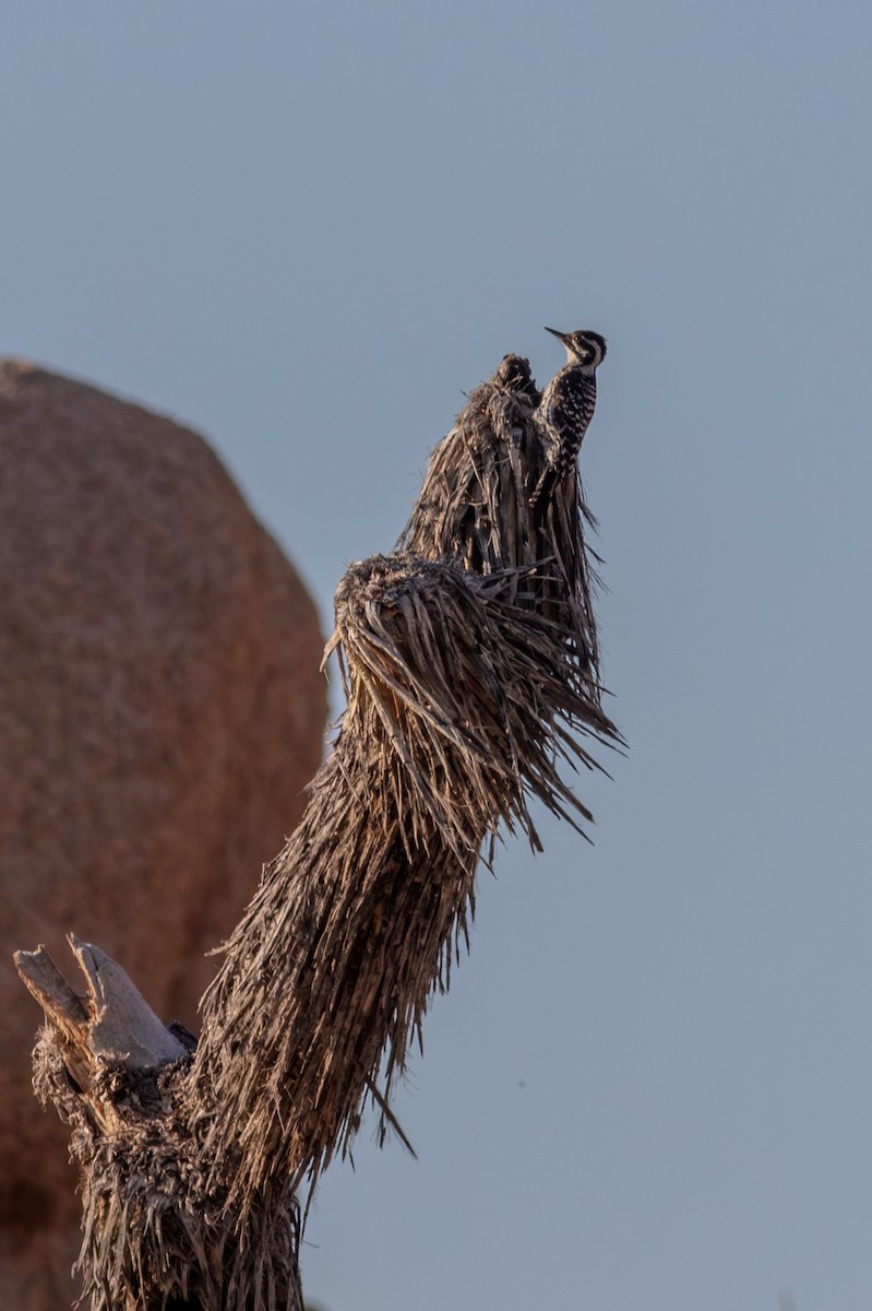 strakapoud proužkohřbetý - ML652758306