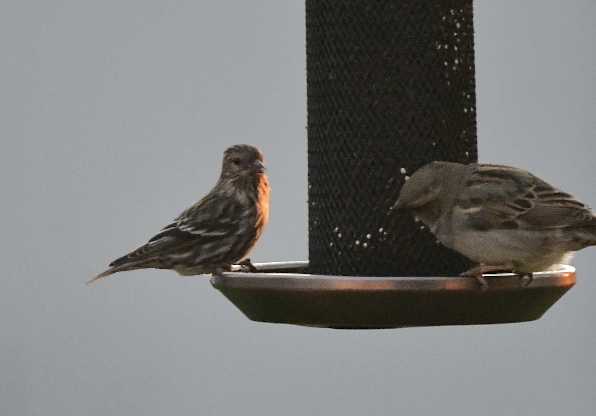 Pine Siskin - ML652758428
