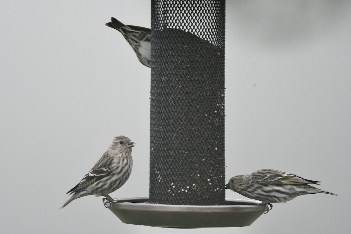 Pine Siskin - ML652758429