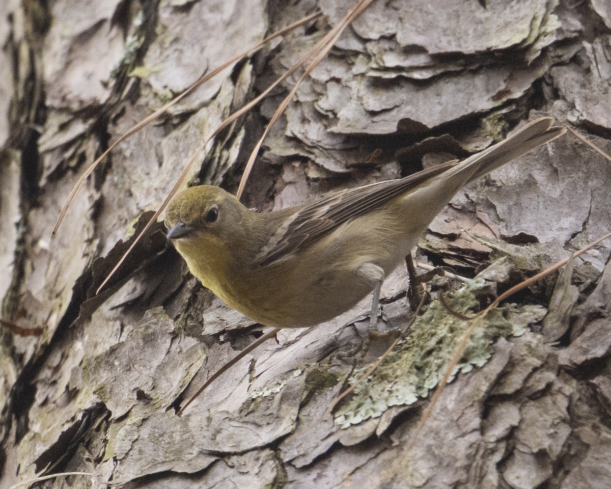 Pine Warbler - ML652758478