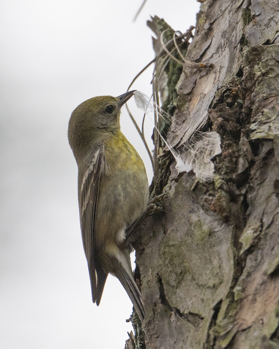 Pine Warbler - ML652758479