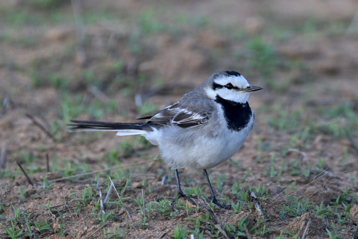 White Wagtail (ocularis) - ML652758501