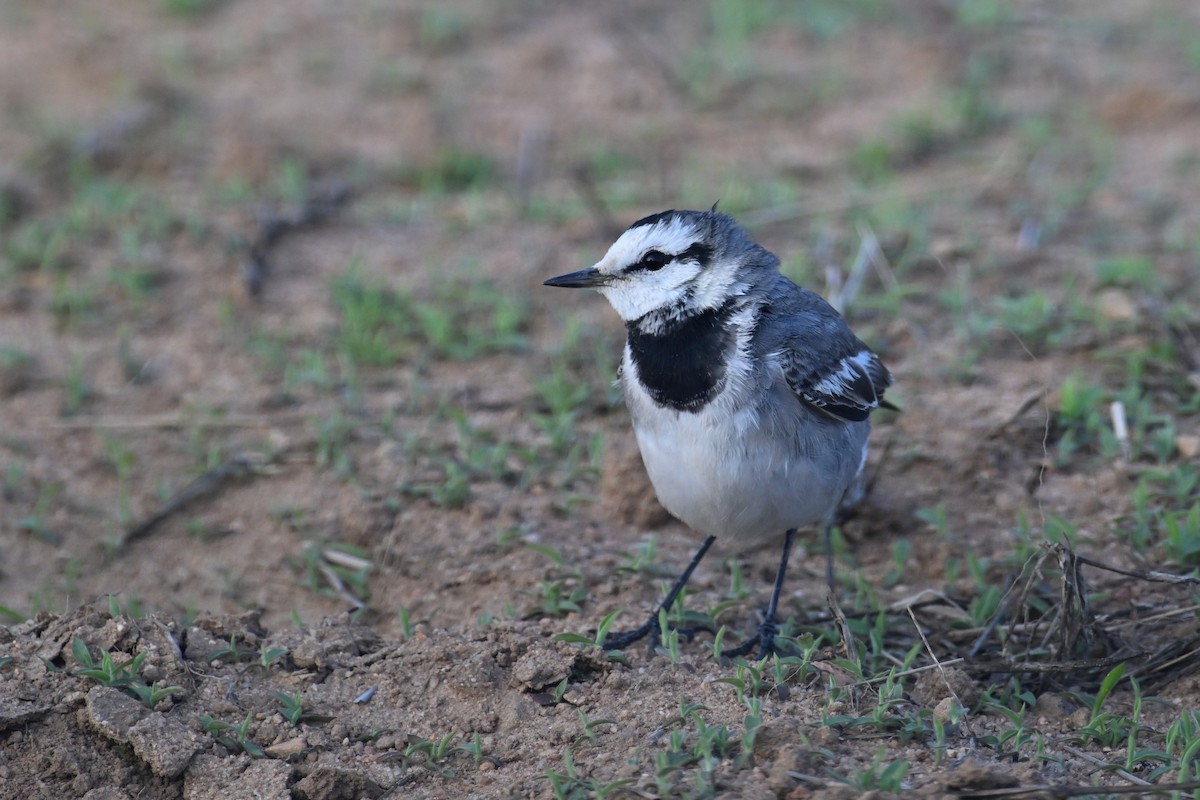 White Wagtail (ocularis) - ML652758502
