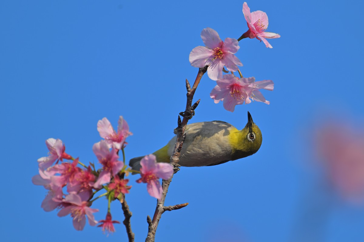 Swinhoe's White-eye - ML652758524