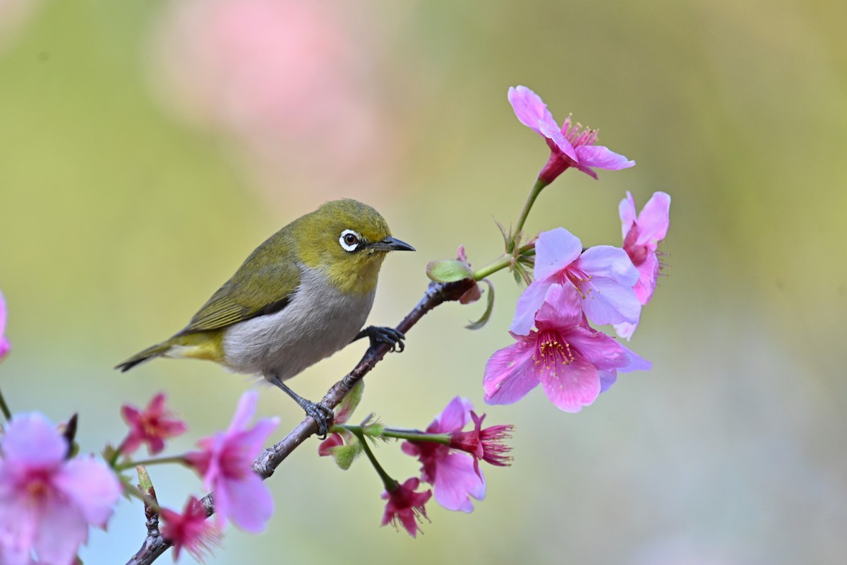 Swinhoe's White-eye - ML652758525