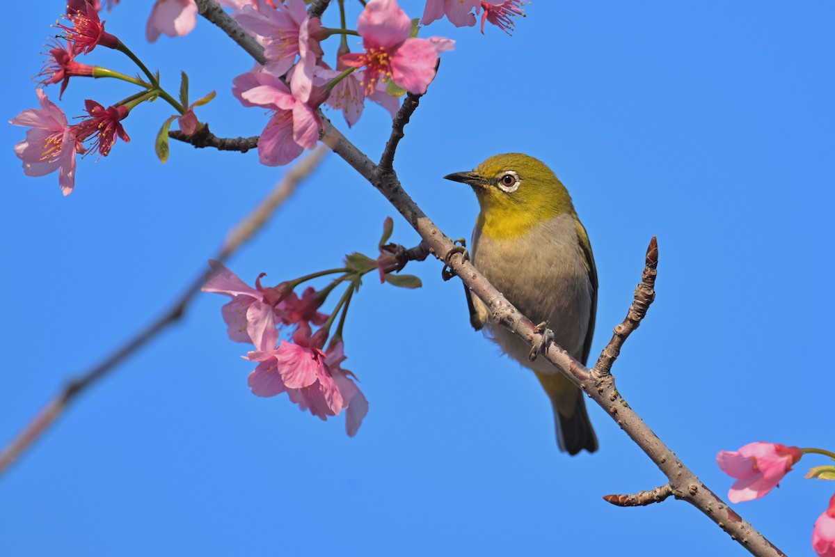 Swinhoe's White-eye - ML652758527
