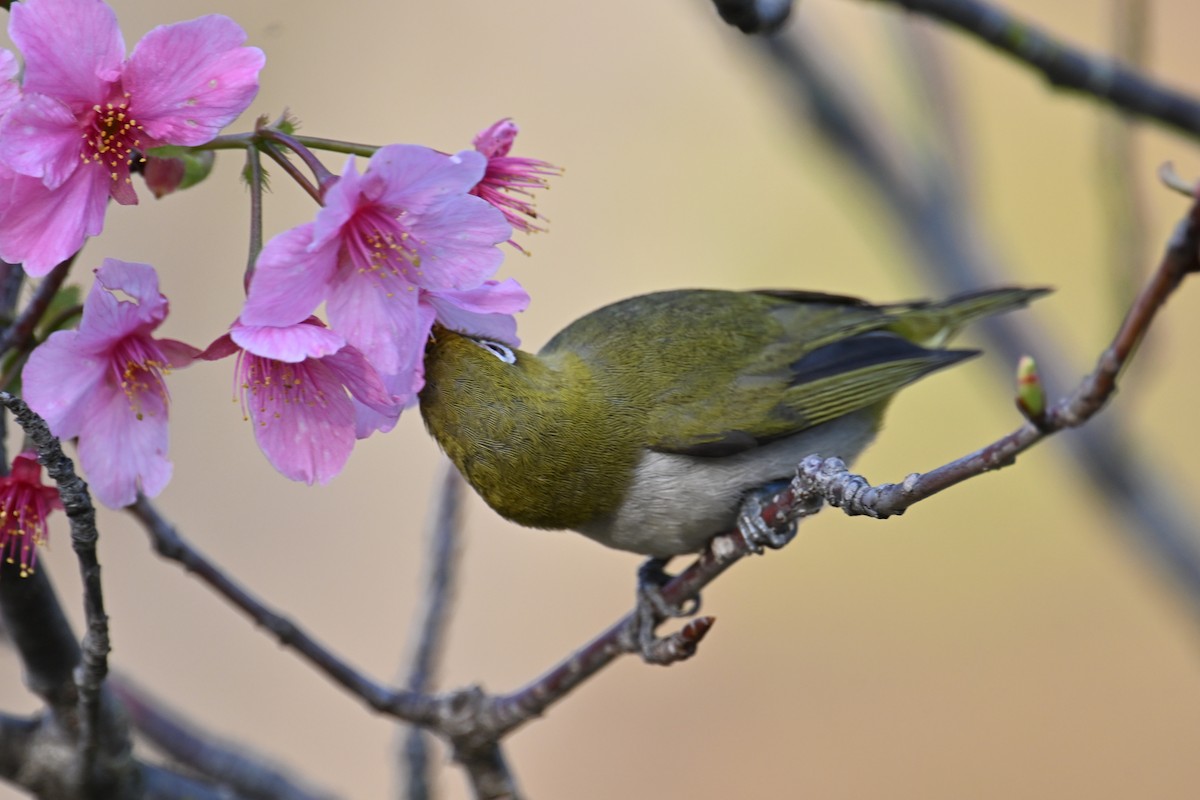 Swinhoe's White-eye - ML652758534