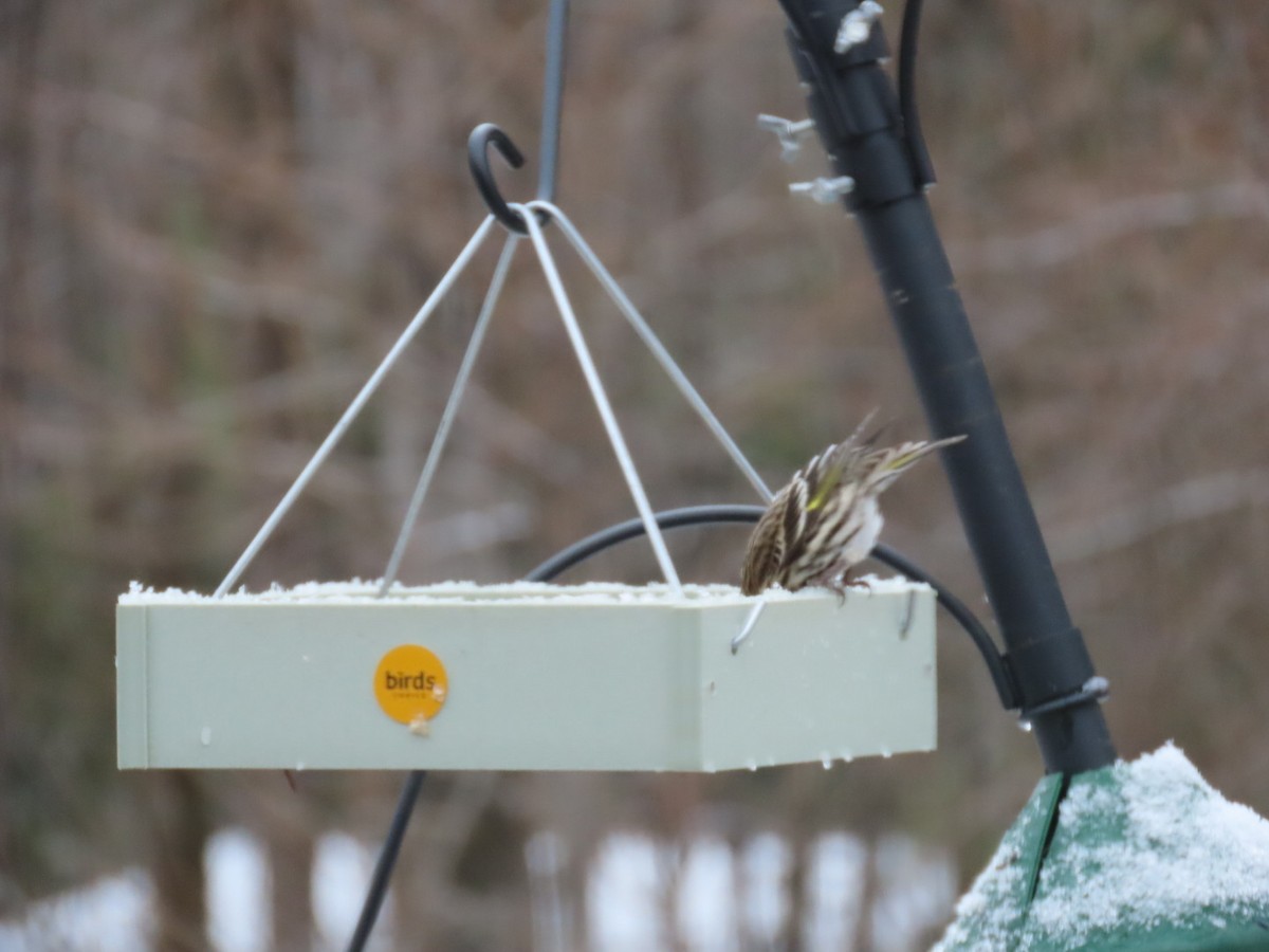 Pine Siskin - ML652758537