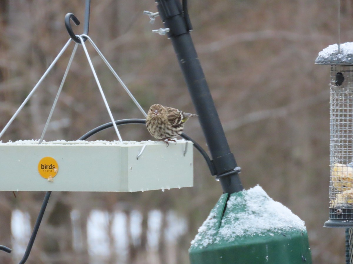 Pine Siskin - ML652758538
