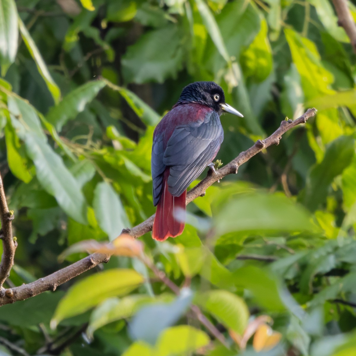 朱鸝 - ML652758540