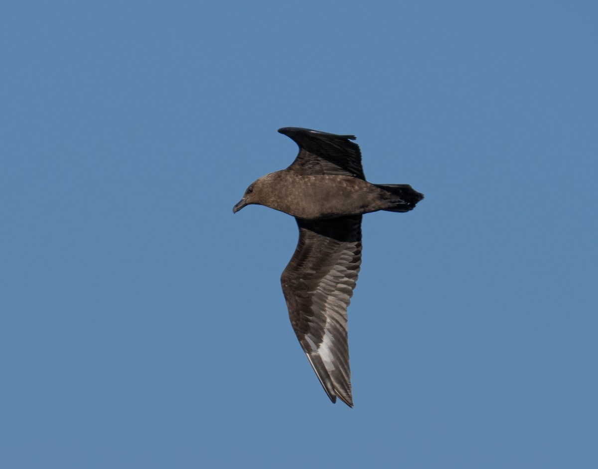 Marikaka antartikoa - ML652758546