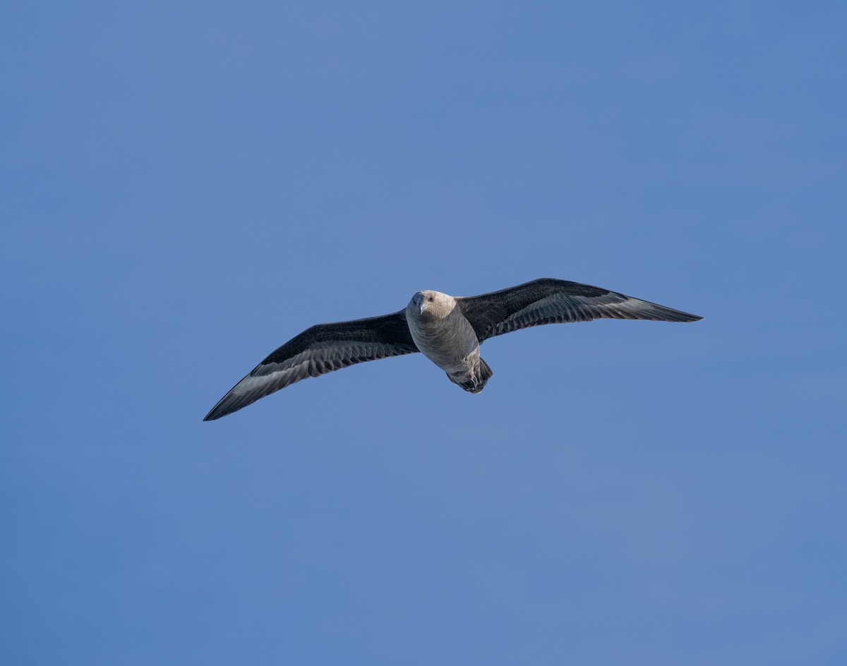 Marikaka antartikoa - ML652758548