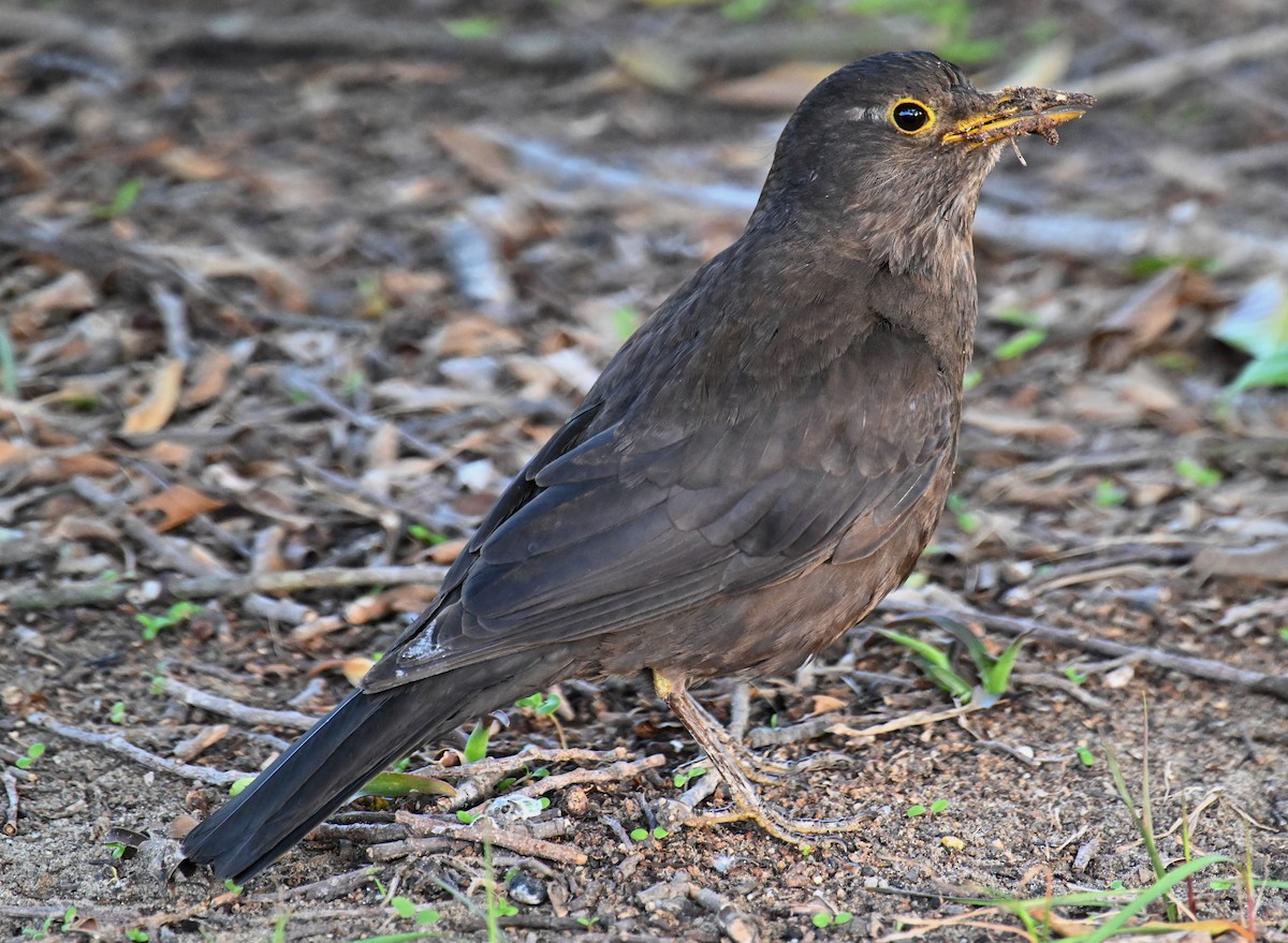 Chinese Blackbird - ML652758585