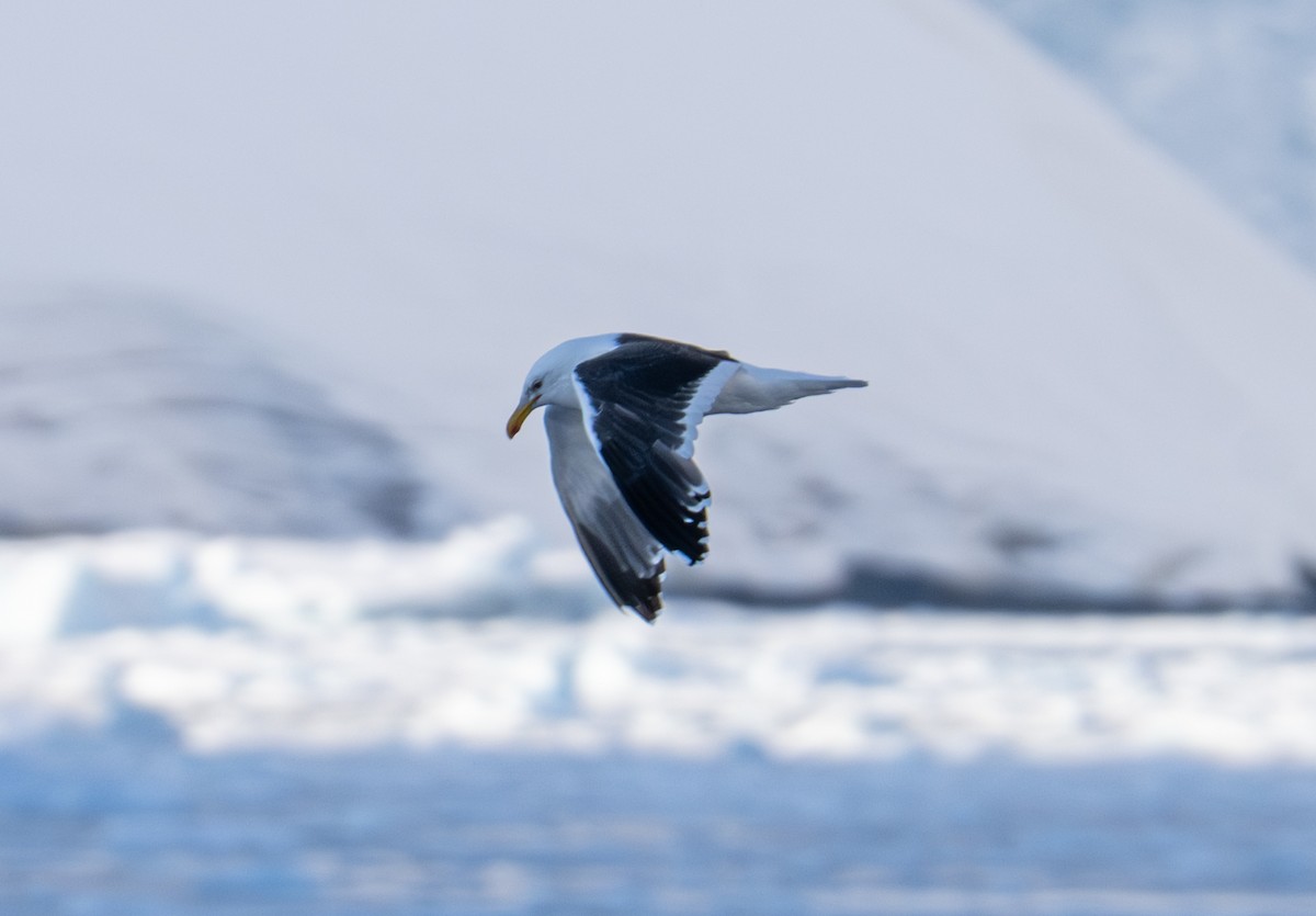 Kaio domingotarra - ML652758593