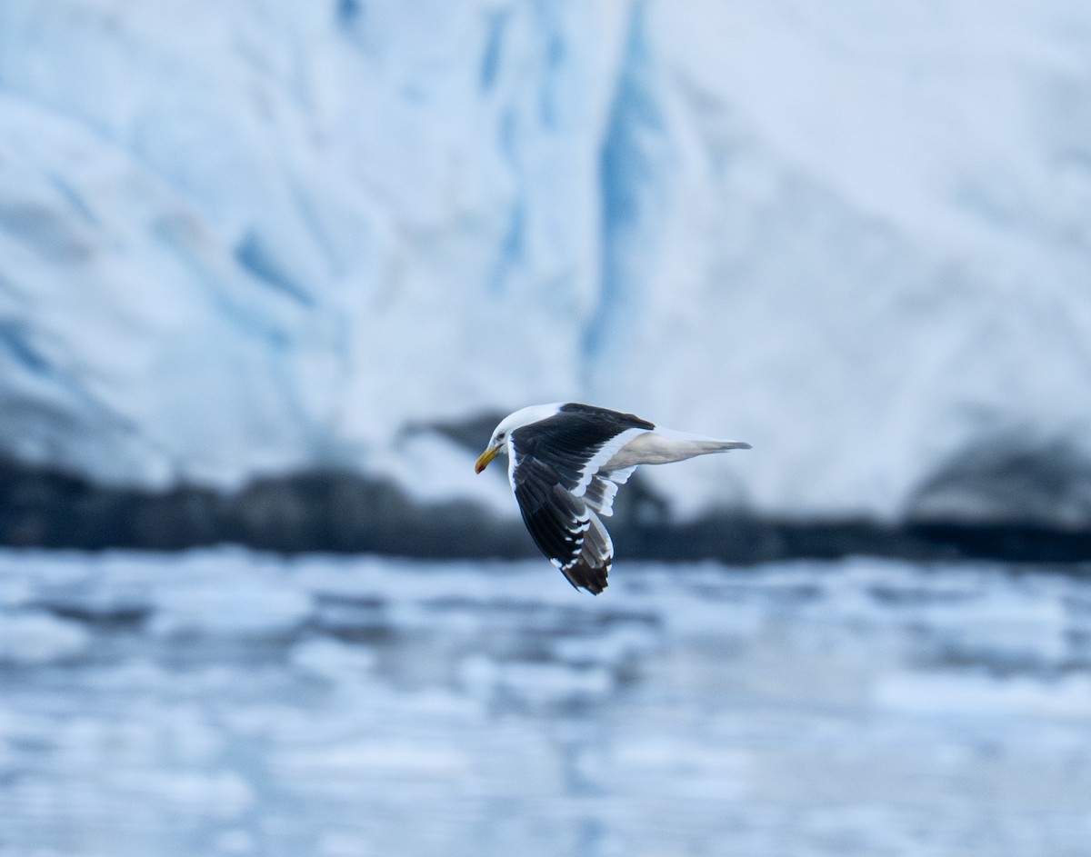 Kaio domingotarra - ML652758594